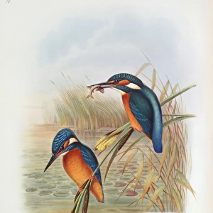 Alcedo atthis, common kingfisher