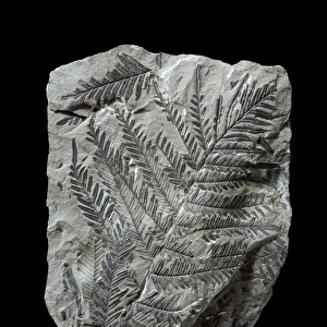 Alethopteris lonchitica, fossil seed fern