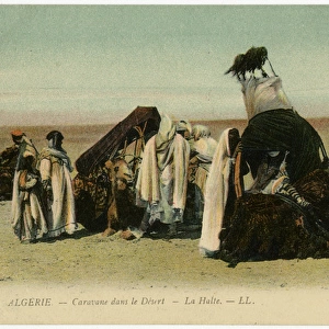 Algeria - Camel Transport