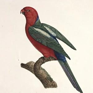 Alisterus scapularis, Australian king parrot