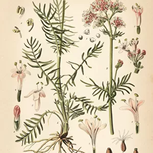 All-heal or valerian, Valeriana officinalis