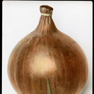 Allium Cepa (Onion) Ailsa Craig