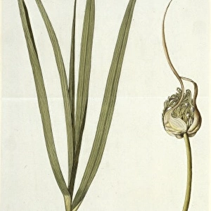 Allium sativum, garlic