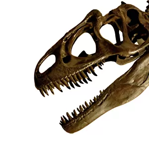 Allosaurus cranium