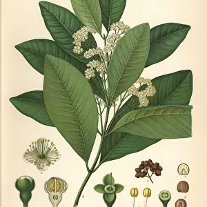 Allspice or Jamaica pepper, Pimenta officinalis
