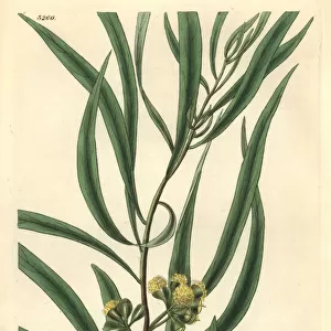 Almond-leaved eucalyptus or black peppermint