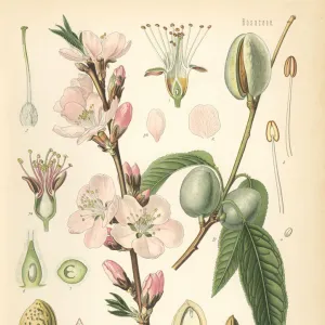 Almond tree, Amygdalus communis