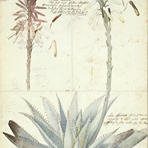 Aloe succotrina, fynbos aloe & Aloe vera, true aloe