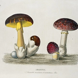 Amanita sp. amanita mushrooms