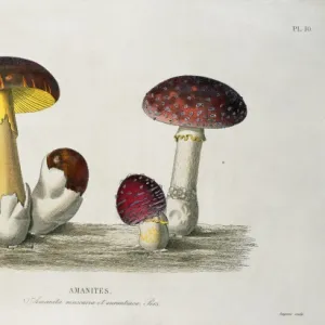 Amanita sp. amanita mushrooms