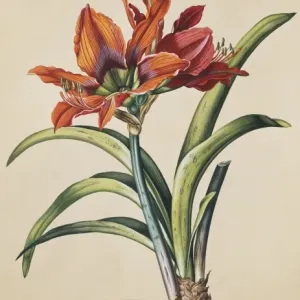 Amaryllis hybrida miniata, amaryllis Amaryllis hybrida miniata, amaryllis