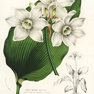 Amazon lily, Eucharis amazonica