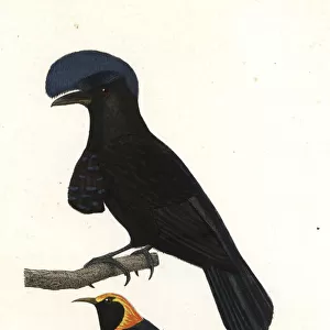 Amazonian umbrellabird and regent bowerbird