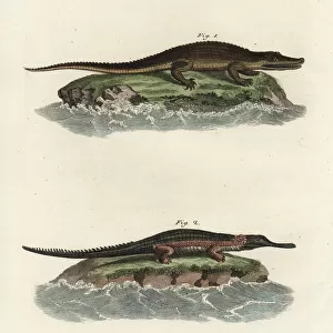American alligator and gavial