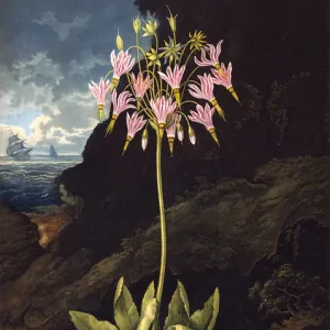 The American Cowslip (Dodecatheon)