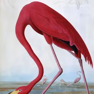 American Flamingo, by John James Audubon