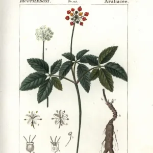 American ginseng, Panax quinquefolius