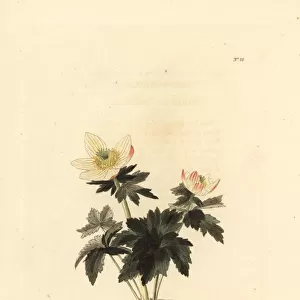 American globeflower, Trollius laxus