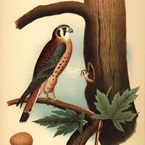 American kestrel, Falco sparverius, with nest and egg