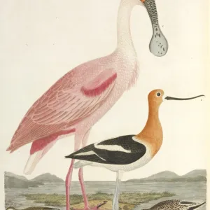 American Ornithology by Alexander Wilson, 1824