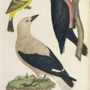 American Ornithology by Alexander Wilson, 1824