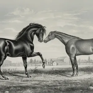 American Trotting Stud: Mambino Pilot Print American Trotting Stud: Mambino Pilot Print