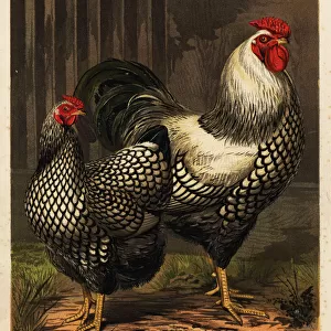 American Wyandotte chickens