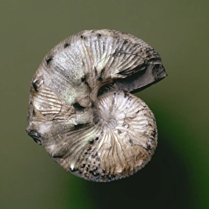 Ammonite, scaphites nodosus