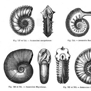 Four ammonites