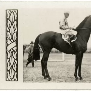Amounis, Australian race horse