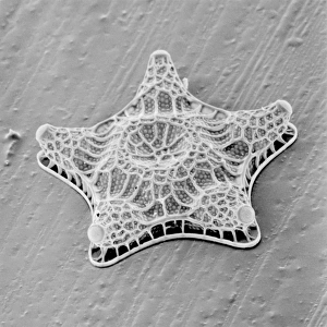 Amphitetras, diatom