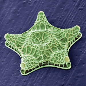 Amphitetras, diatom