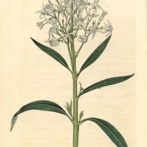 Amsonia tabernaemontana var. salicifolia