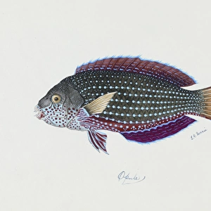 Anampses cuvier, pearl wrasse