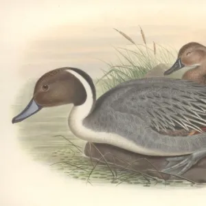 Anas acuta, northern pintail