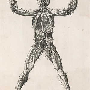 Anatomical drawing of the human body