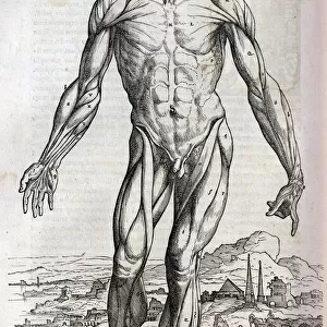 Anatomical drawing of musculature