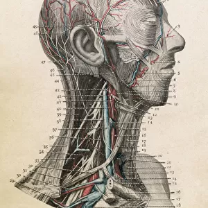 Anatomy of Head & Throat