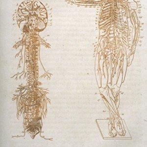 Anatomy: nervous System