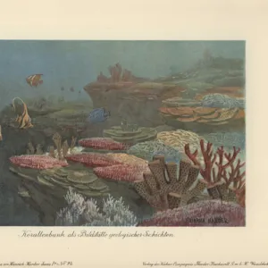 Ancient coral reefs