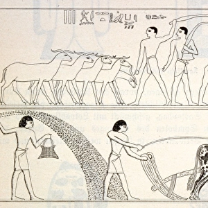 Ancient Egypt Farming