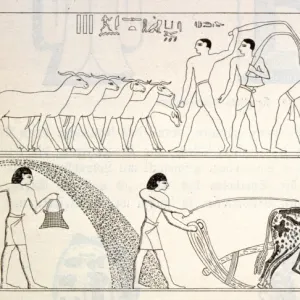 Ancient Egypt Farming