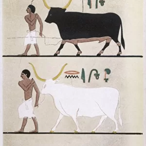 Ancient Egyptian Cattle