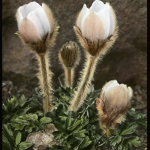 Anemone Vernalis (Pulsatilla Vernalis)