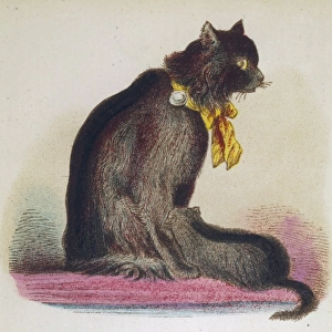 Angora Cat 1870S