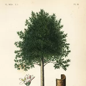Angostura trifoliata, Cusparia febrifuga