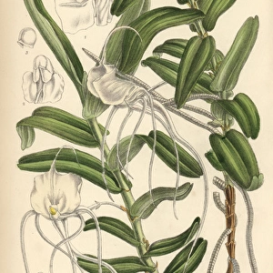 Angraecum germinyanum, white orchid native of Madagascar
