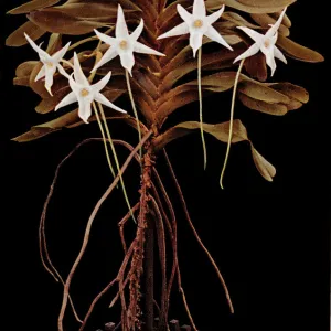 Angraecum sesquipedale, Madagascan orchid