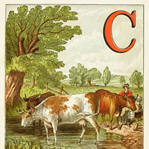 Animals / Cattle / Alphabet