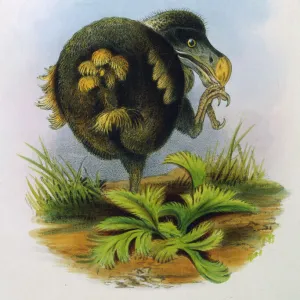 Animals / Extinct / Dodo